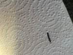 Metal Shard.JPG